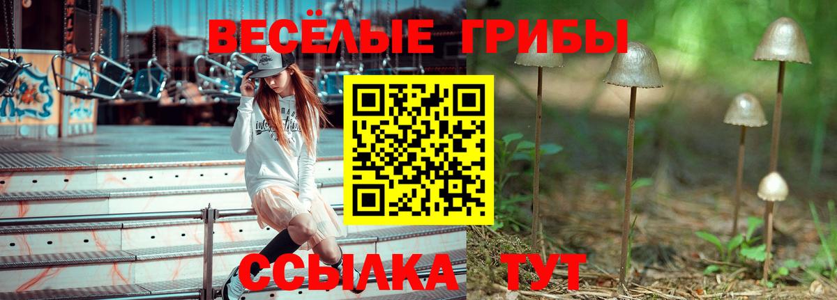 купить наркотик  Вход с VPN  Вольск  Галлюциногенные грибы Psilocybine cubensis 